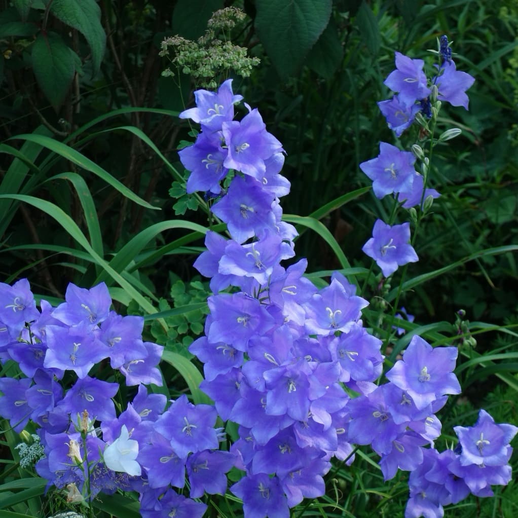 Hohe Glockenblume 'Grandiflora Coerulea' Violett