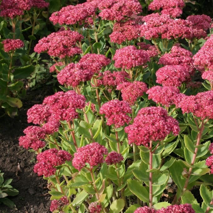 Hohes-Fettblatt 'Herbstfreude' Rot