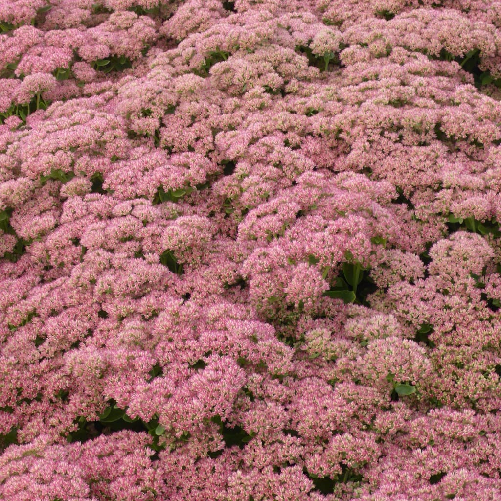 Hohes-Fettblatt 'Herbstfreude' Rot