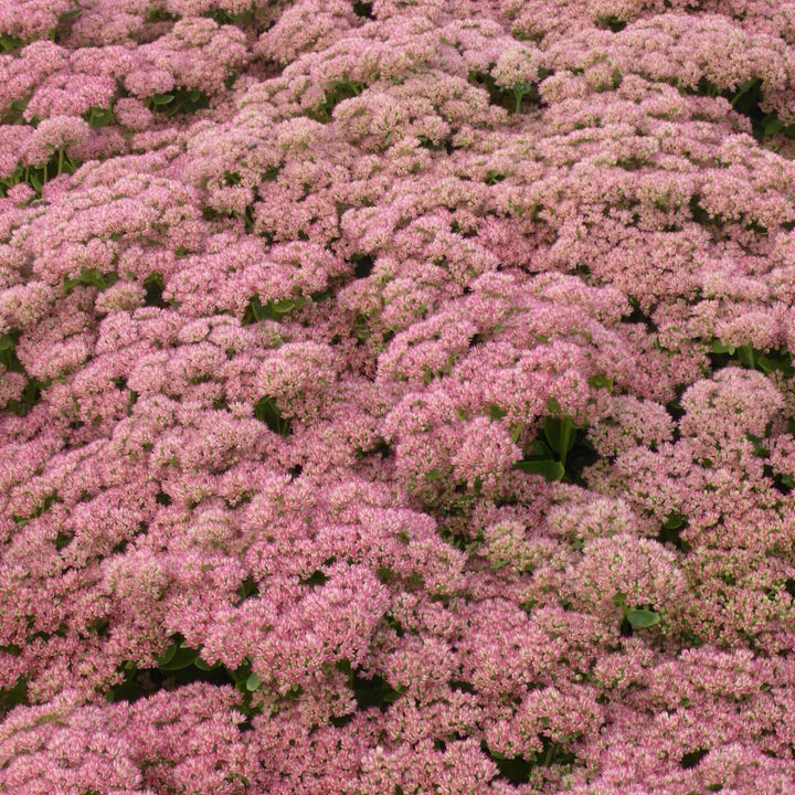 Hohes-Fettblatt 'Herbstfreude' Rot