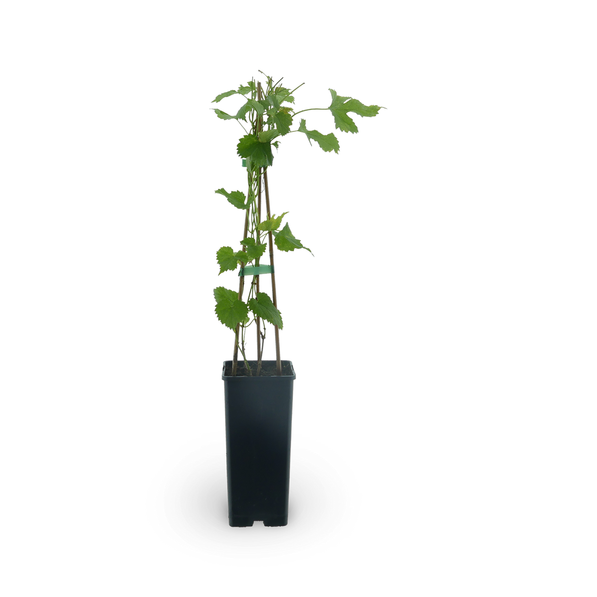 Hopfen 'Hallertauer Tradition'