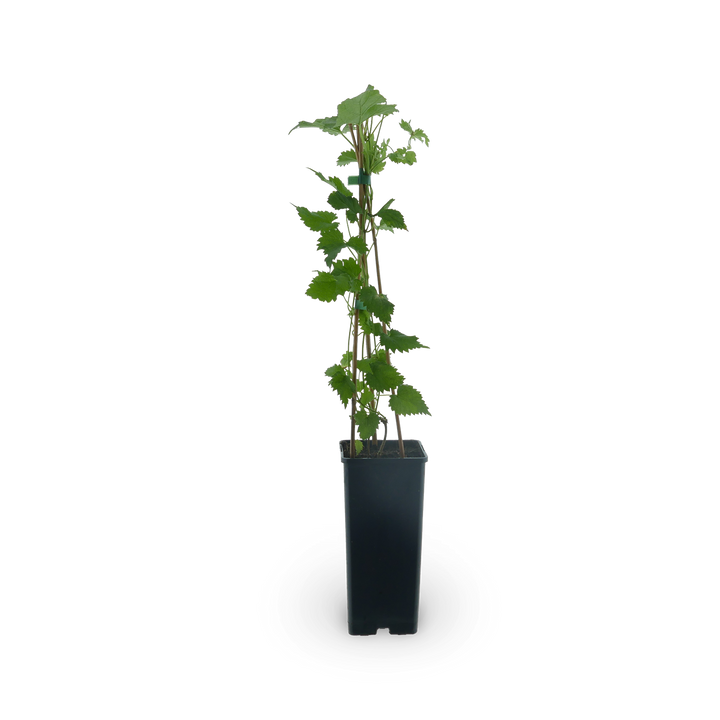 Hopfen 'Hersbrucker'
