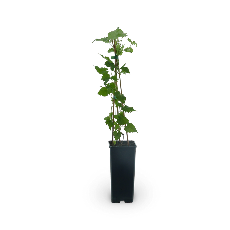 Hopfen 'Hersbrucker'