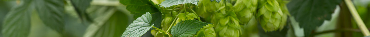 Hopfen