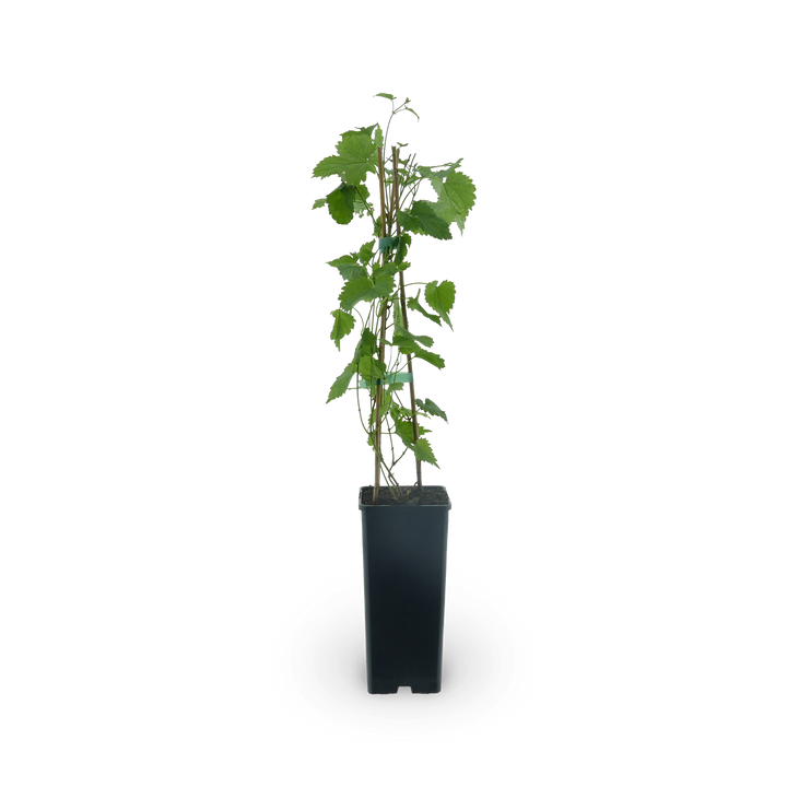 Hopfen 'Opal'