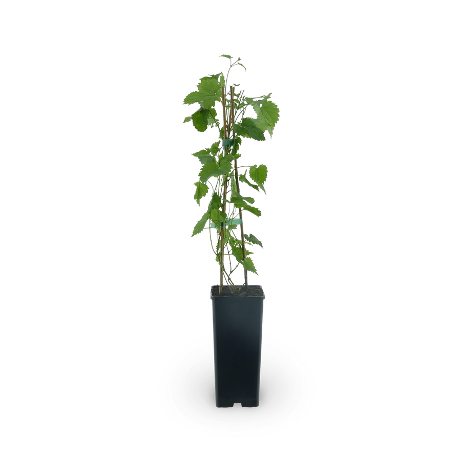 Hopfen 'Opal'
