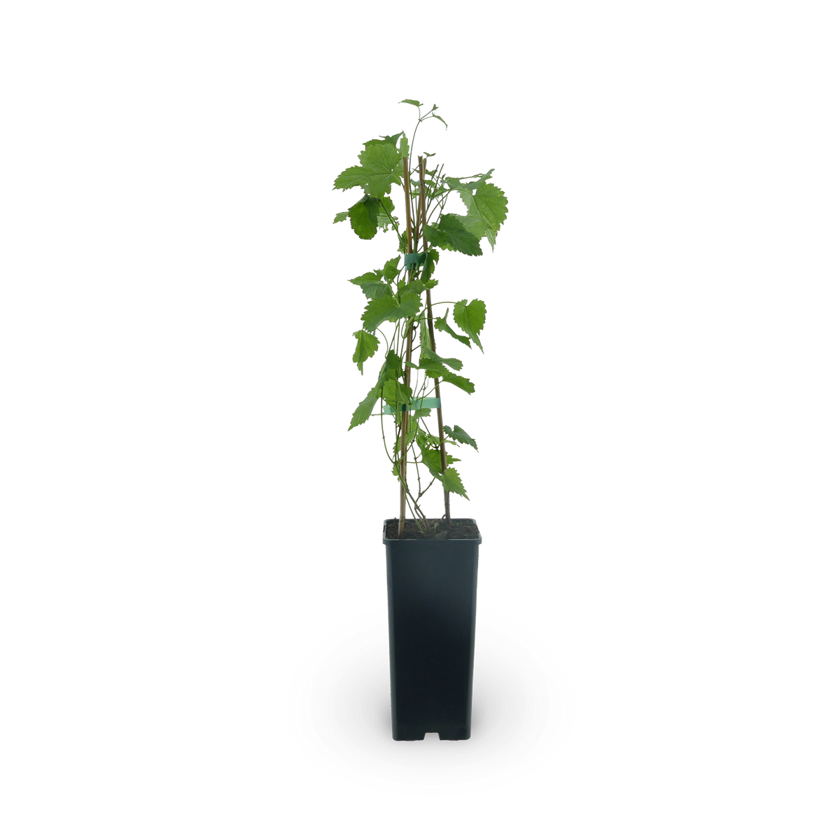 Hopfen 'Opal'