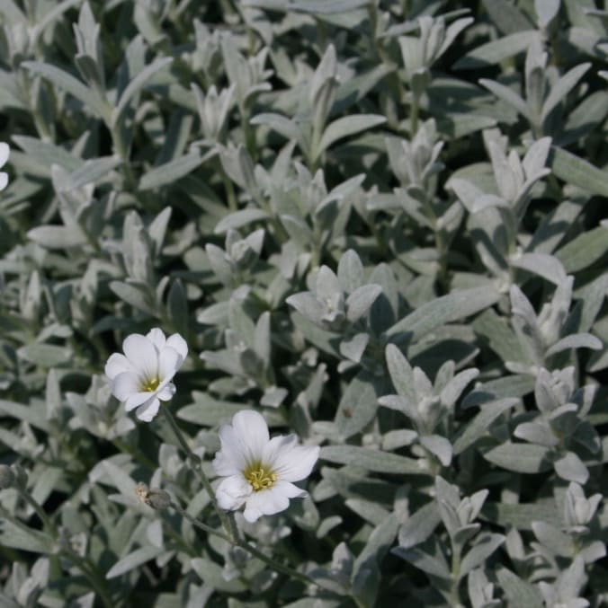 Hornkraut 'Silberteppich' Weiß