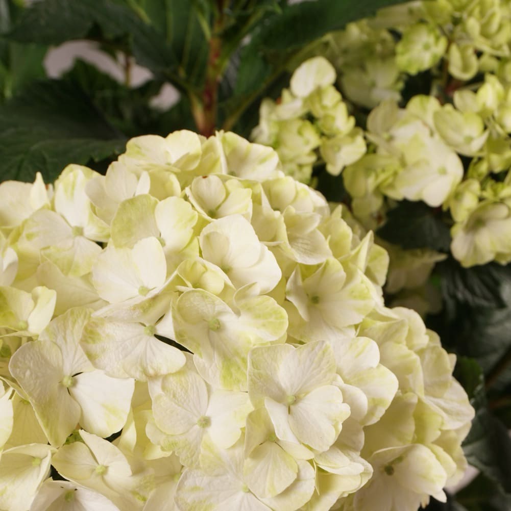 Hortensie Endless Summer® 'DreamCloud' Weiß