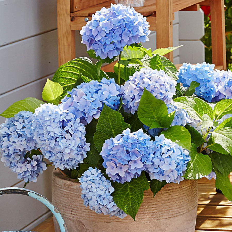 Hortensie Endless Summer® 'The Original' Blau im Topf auf der Terrasse