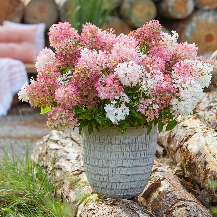 Rosa-weiß blühende Hydrangea Groundbreaker® 'Blush' im Topf auf Terrasse