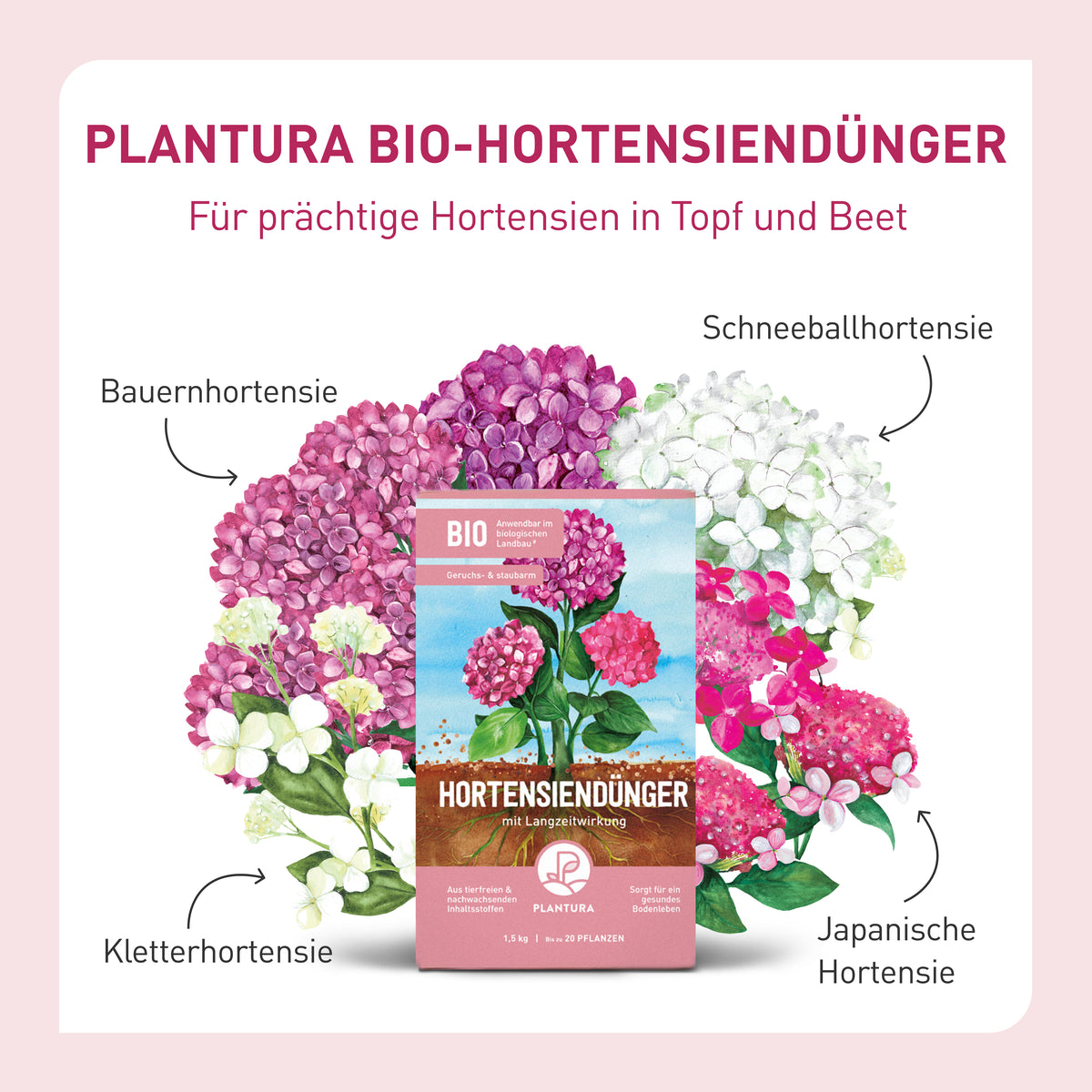 Hortensien-Düngung mit Plantura Hortensiendünger