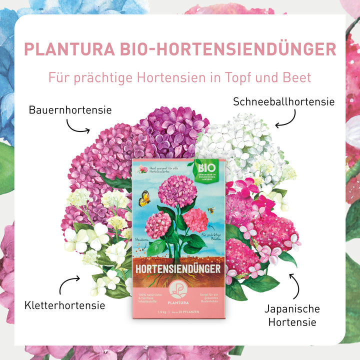 Hortensien-Düngung mit Plantura Hortensiendünger