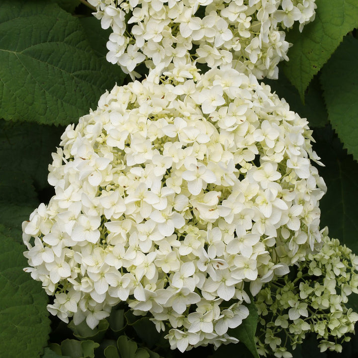 Blüten der Ballhortensie 'Annabelle'