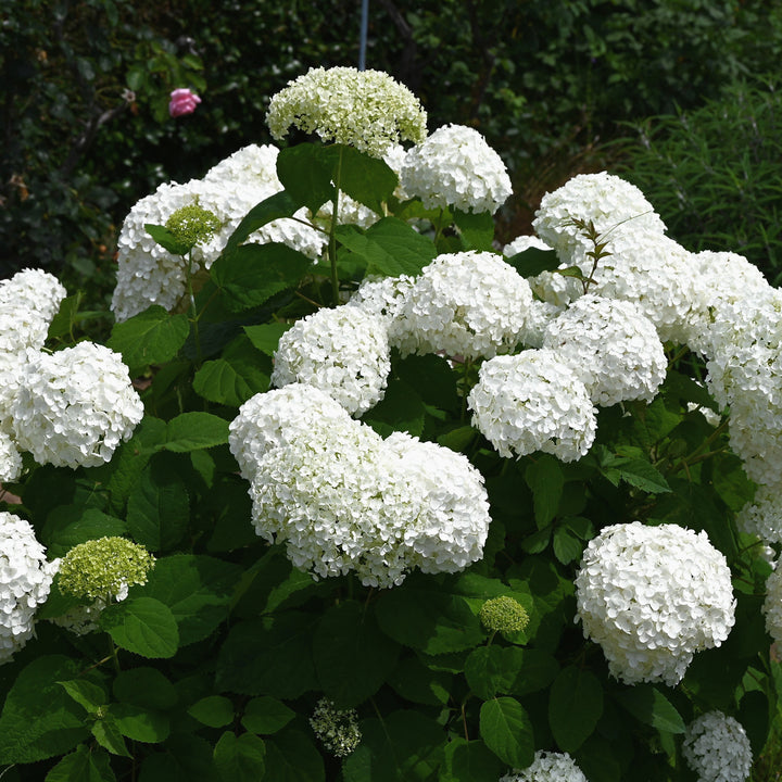 Blühende Ballhortensie 'Annabelle' im Garten