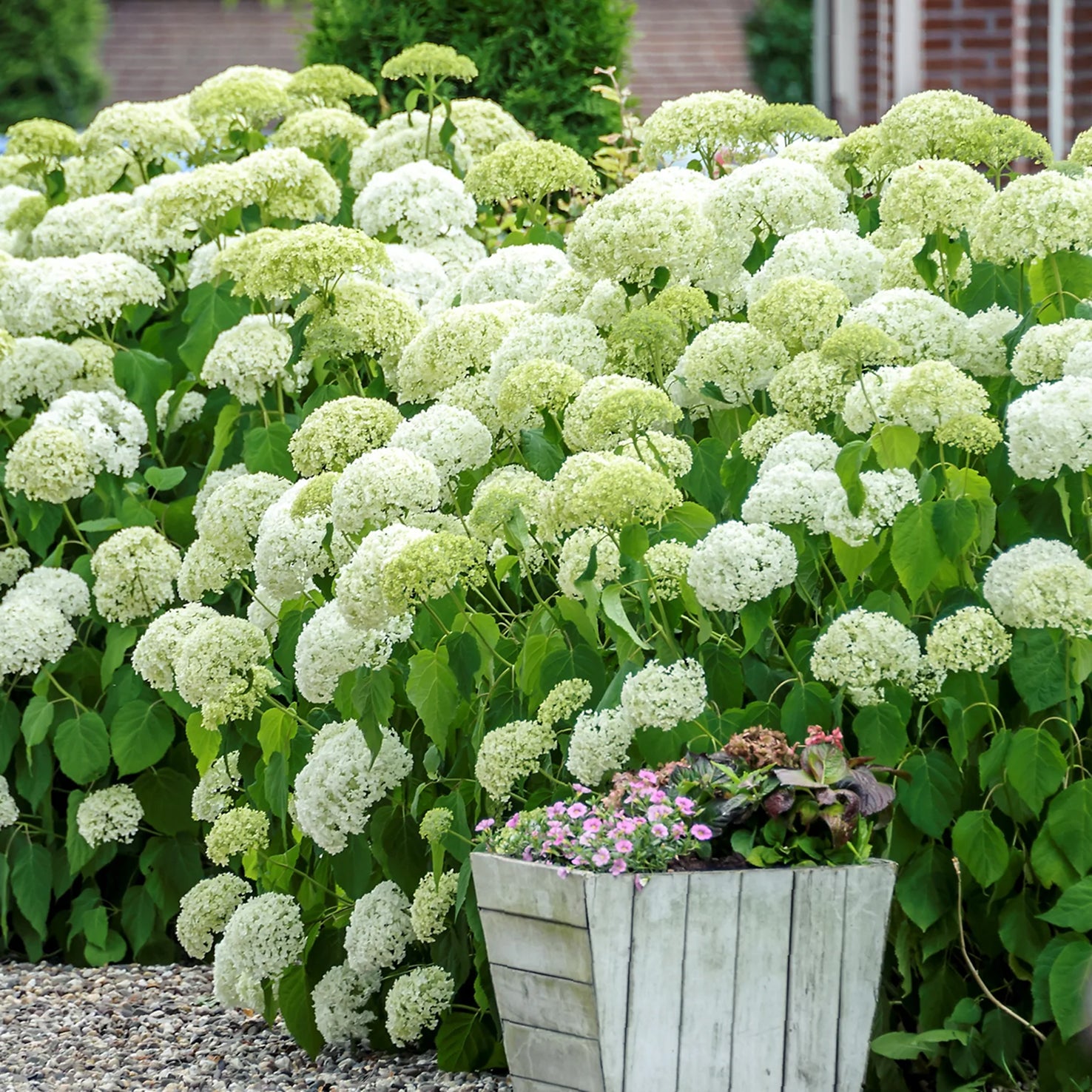 Ballhortensien-Hecke 'Annabelle' im Garten