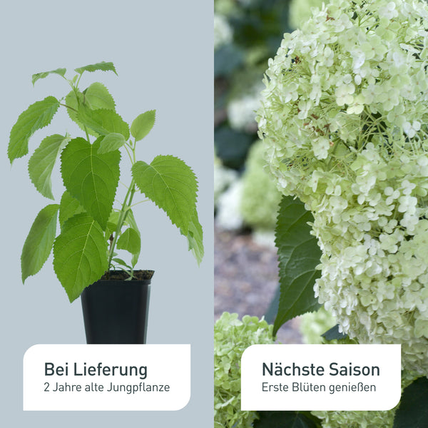 Voher-Nachher Vergleich der Ballhortensie 'Annabelle'
