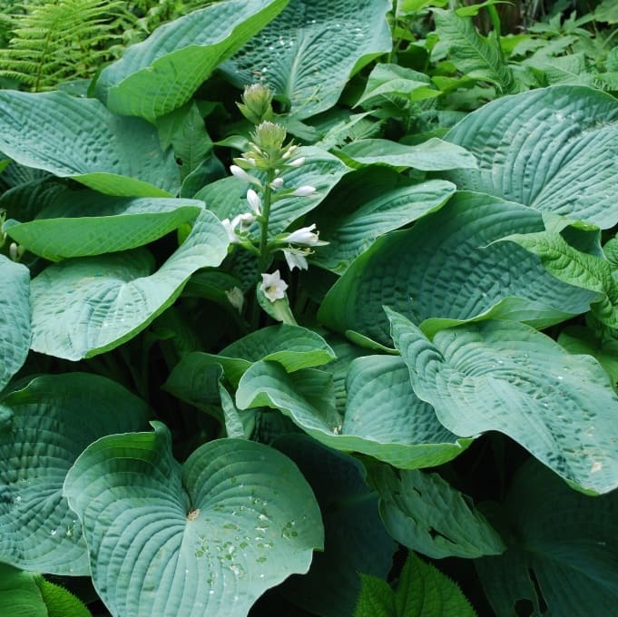 Hosta sieboldiana 'Elegans'