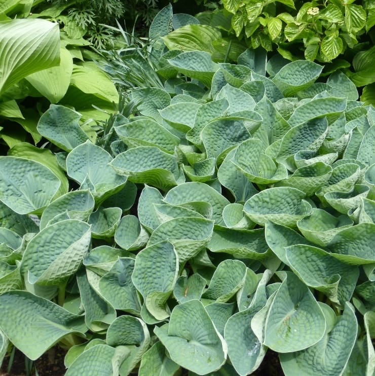 Hosta sieboldiana 'Elegans'