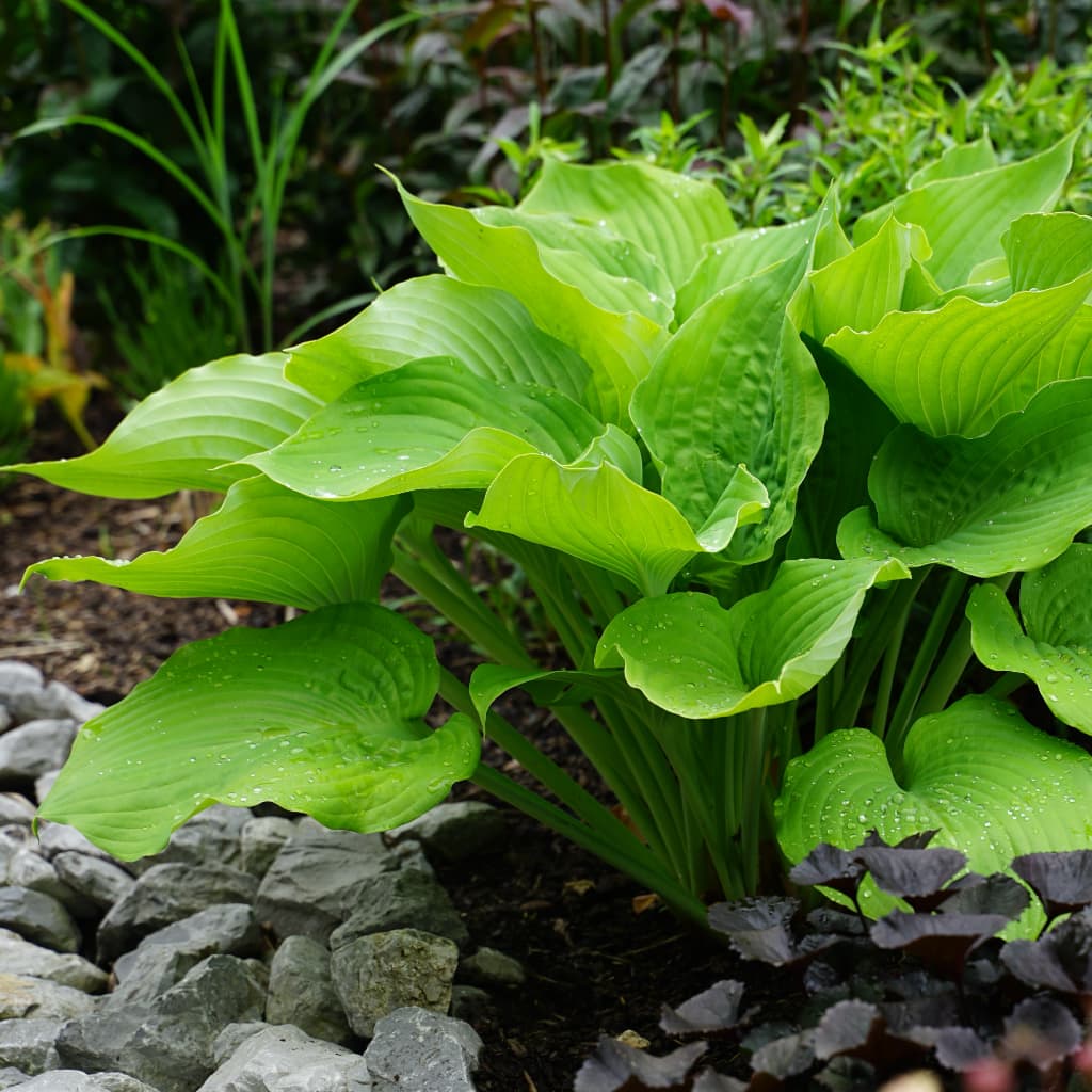Hosta x cultorum 'Sum and Substance'