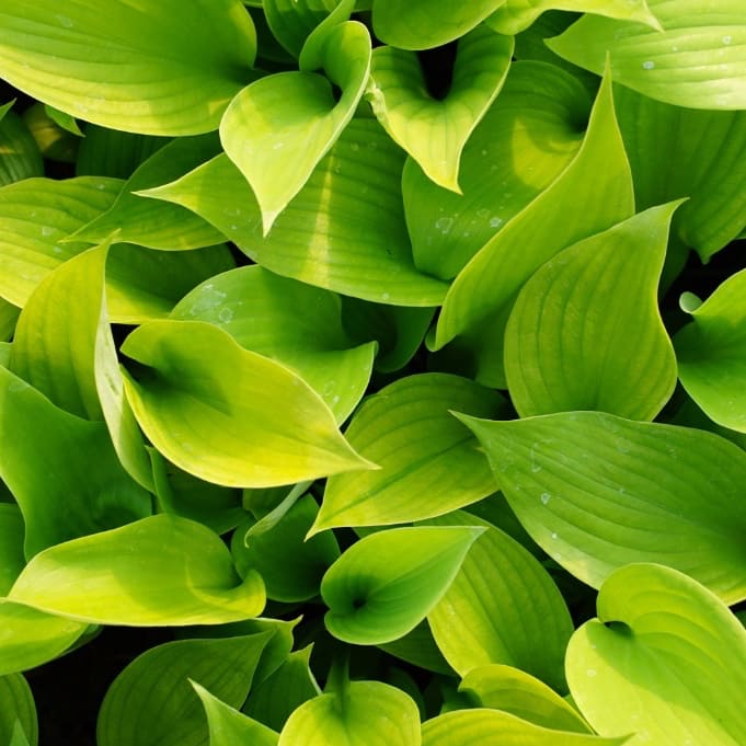 Hosta x cultorum 'Sum and Substance'