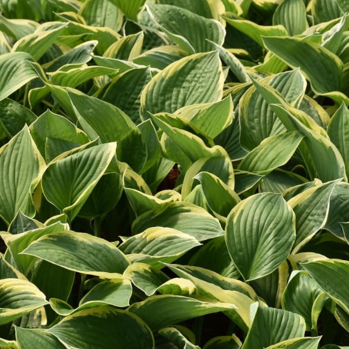 Hosta x fortunei 'Aureomarginata'