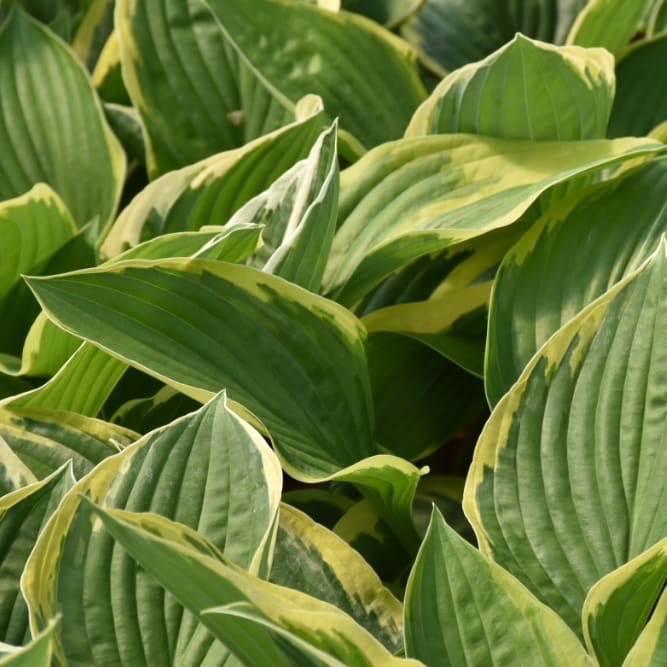 Hosta x fortunei 'Aureomarginata'