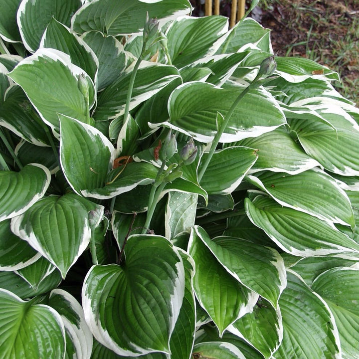 Hosta x fortunei 'Francee'