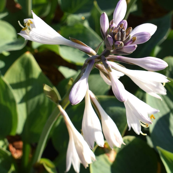 Hosta x fortunei 'Hyacinthina'