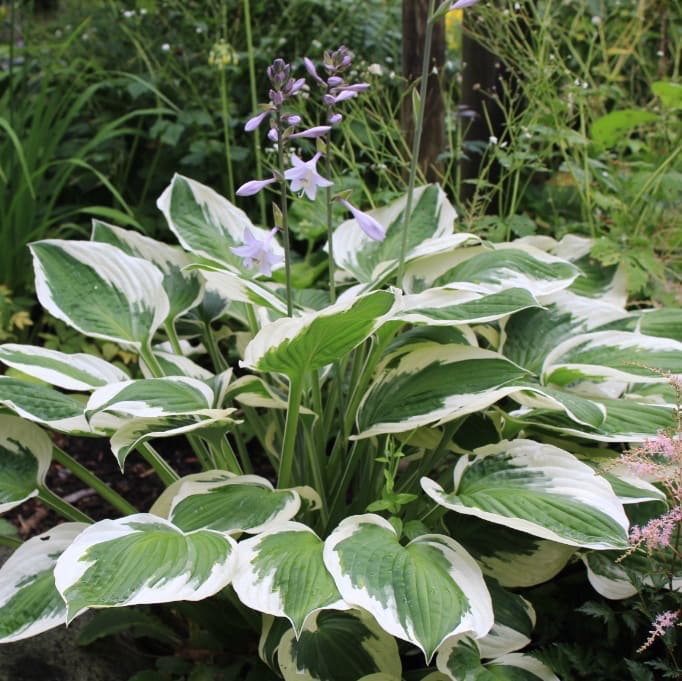 Hosta x fortunei 'Patriot'