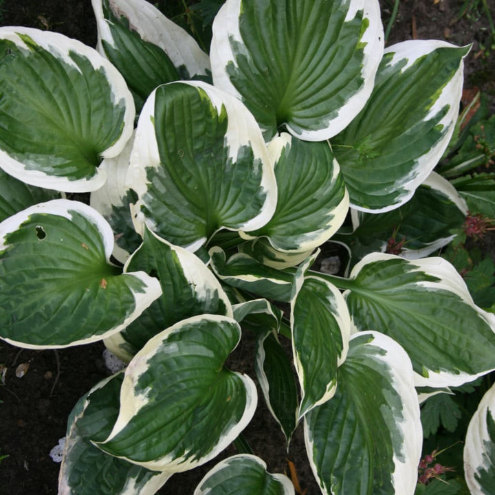Hosta x fortunei 'Patriot'