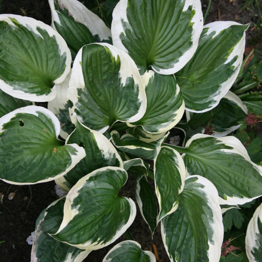 Hosta x fortunei 'Patriot'