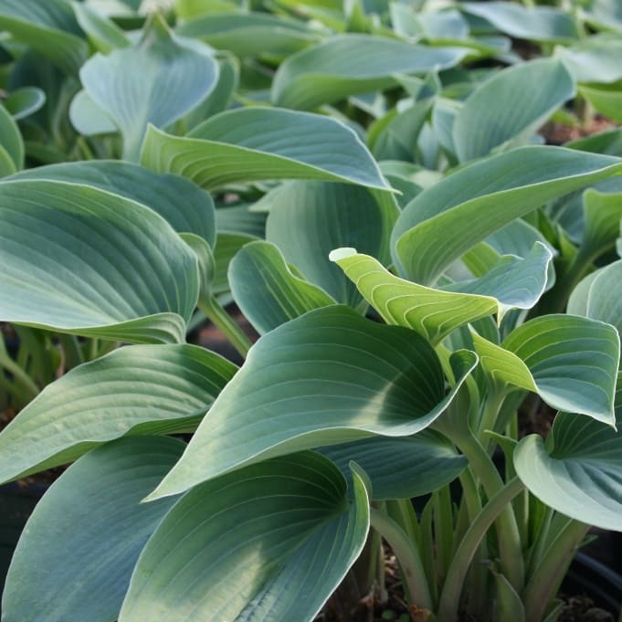 Hosta x tardiana 'Halcyon'
