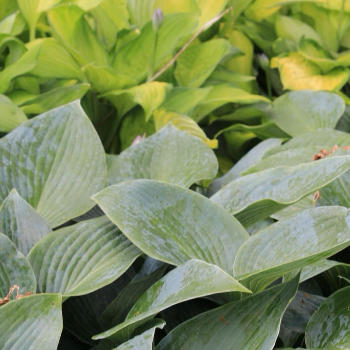 Hosta x tardiana 'Halcyon'