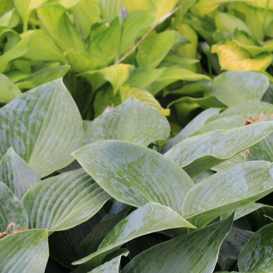 Hosta x tardiana 'Halcyon'