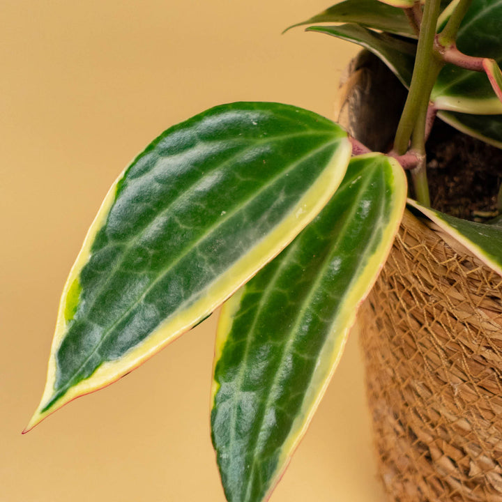 Blätter der Hoya Albomarginata 'Star of Bali'