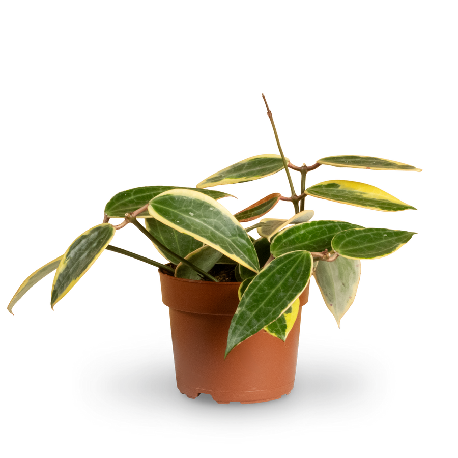 Hoya Albomarginata 'Star of Bali' kaufen