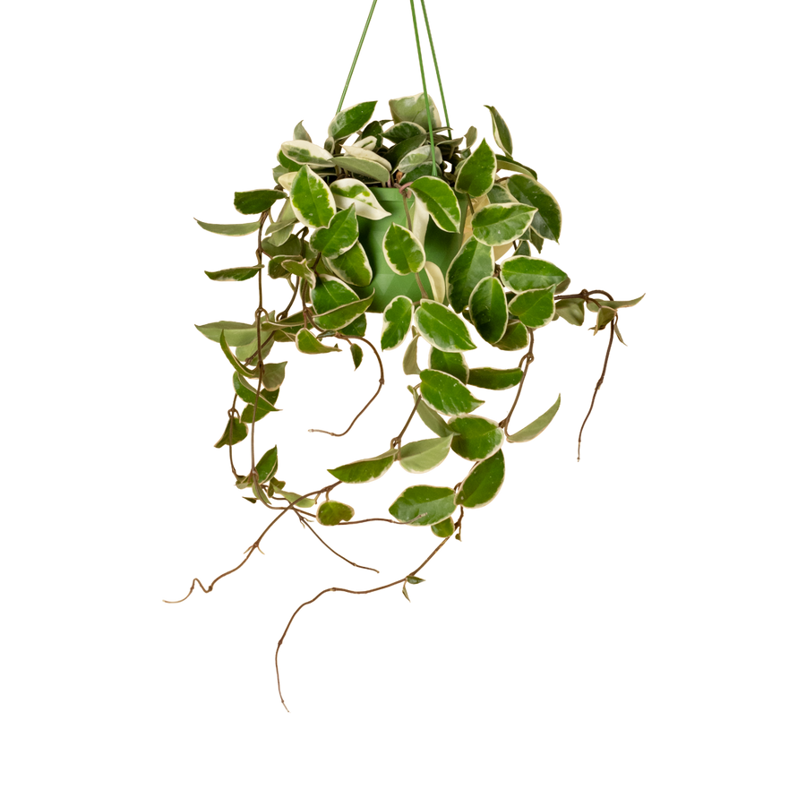 Hoya 'Krimson Queen' kaufen
