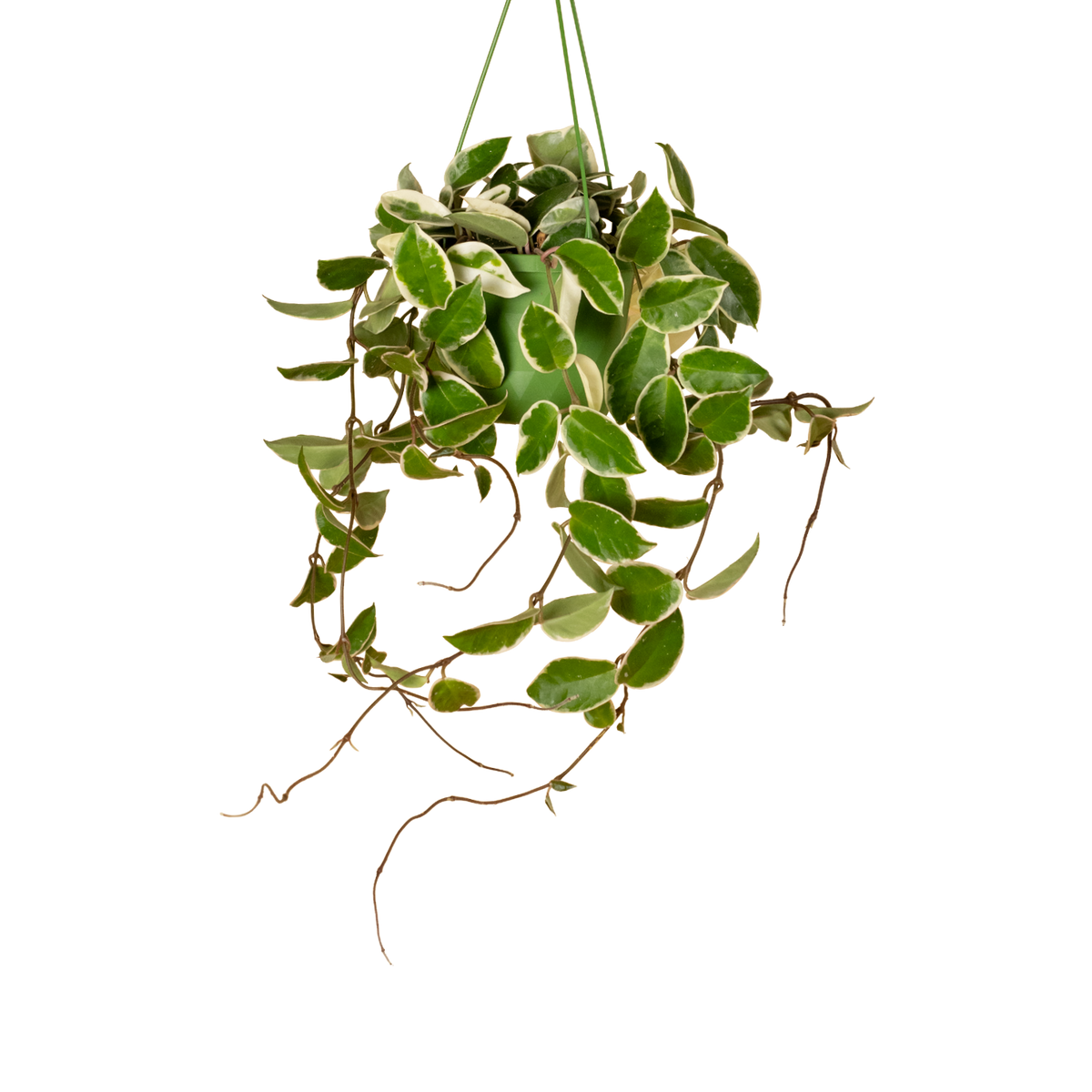 Hoya 'Krimson Queen'