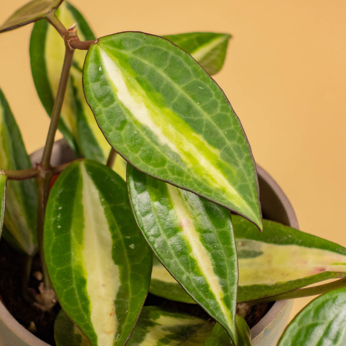 Blätter der Hoya 'Pot of Gold'