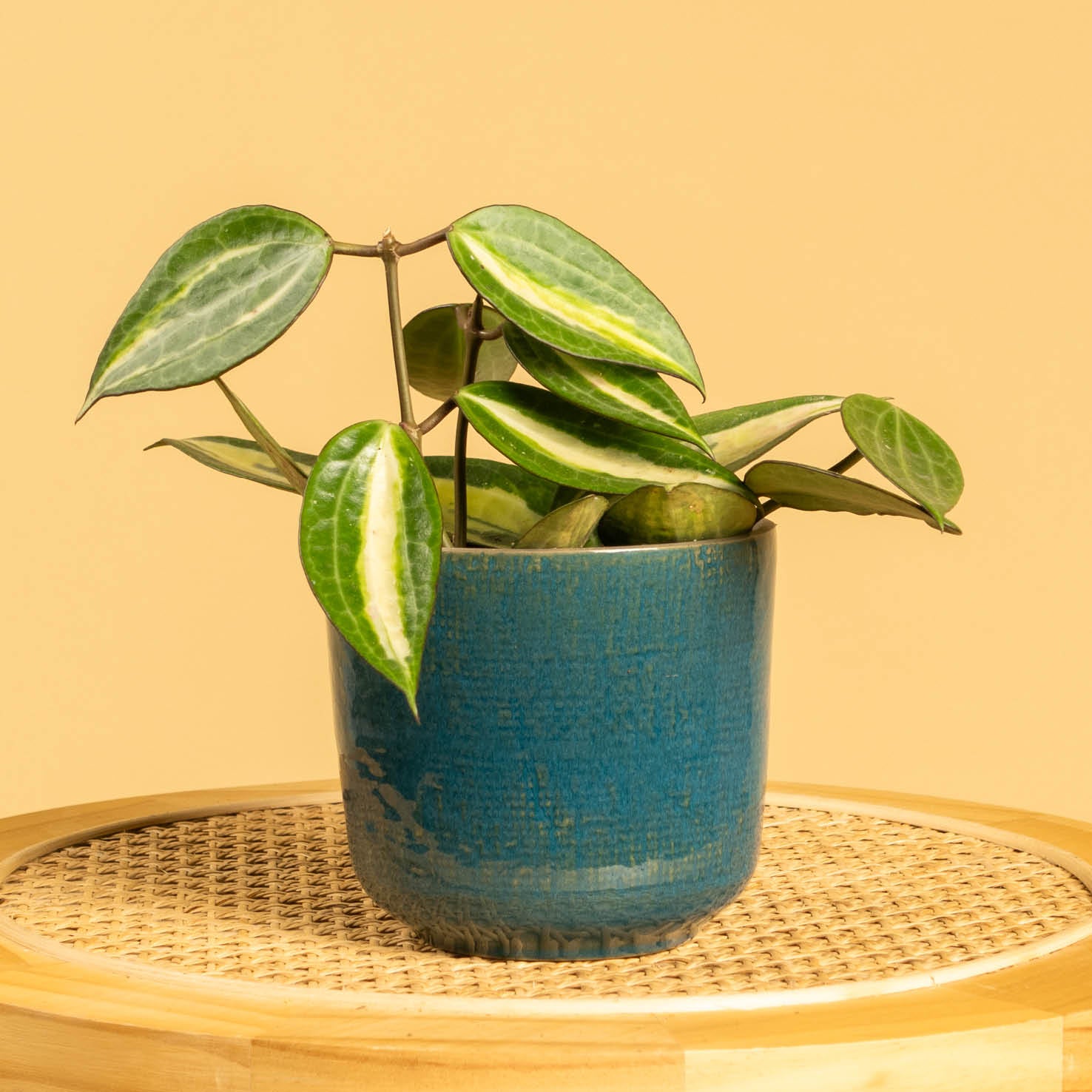 hoya-pot-of-gold-im-topf.jpg?v