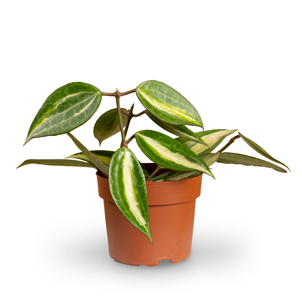 Hoya 'Pot of Gold' kaufen