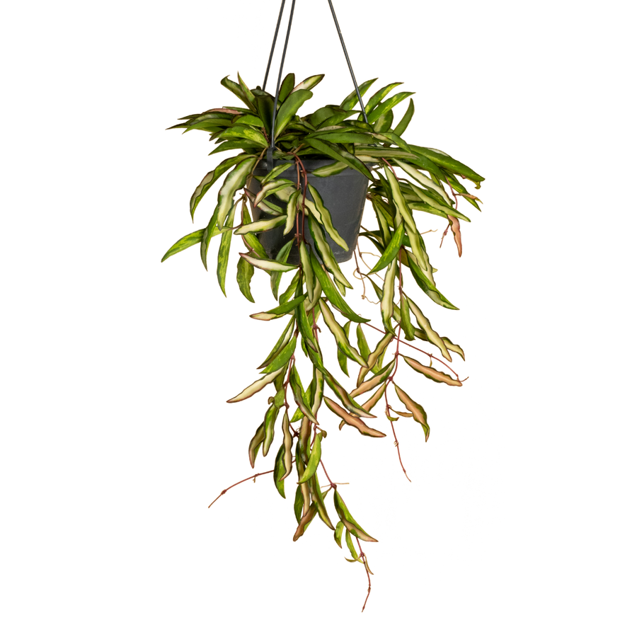 Hoya 'Tricolor' kaufen