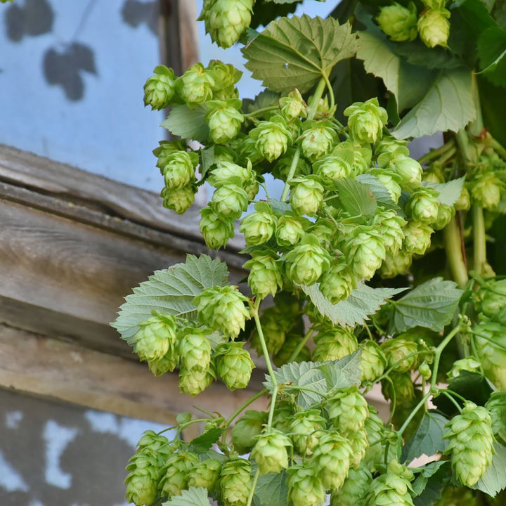 Humulus lupulus 'Hallertauer Tradition'