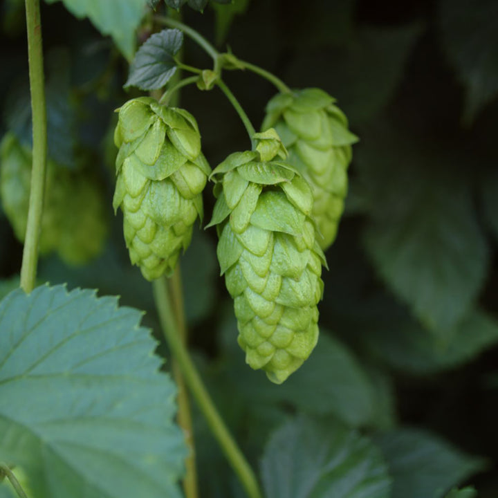 Humulus lupulus 'Hersbrucker'