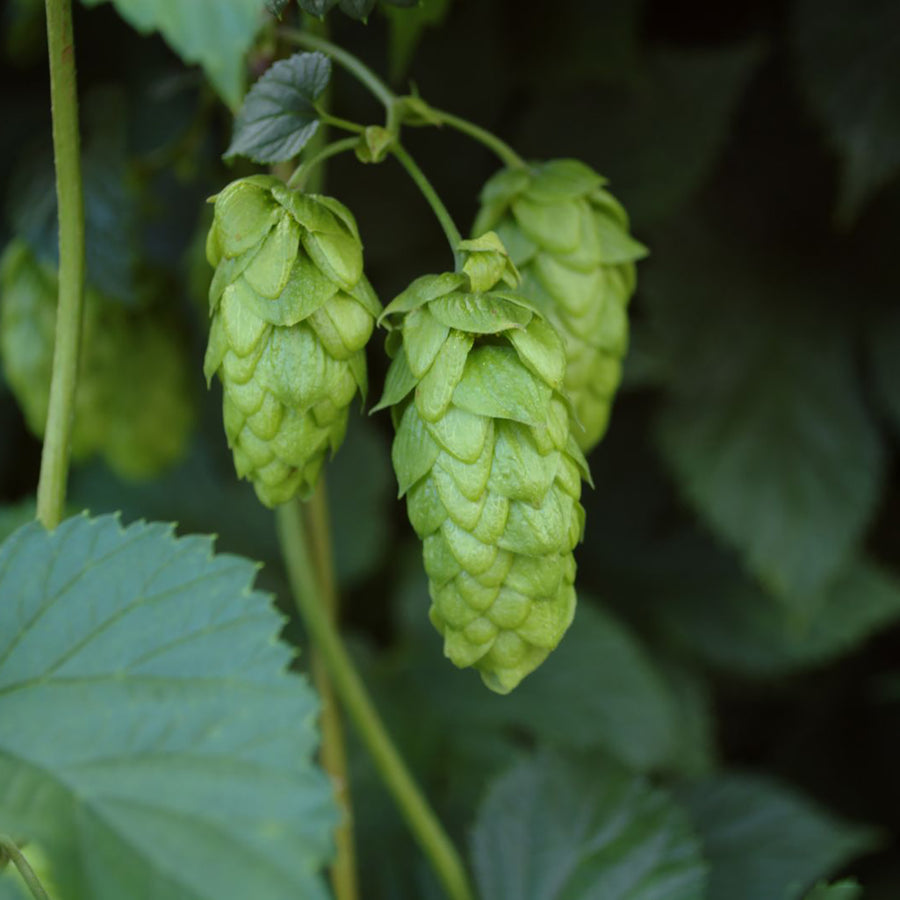 Humulus lupulus 'Hersbrucker'