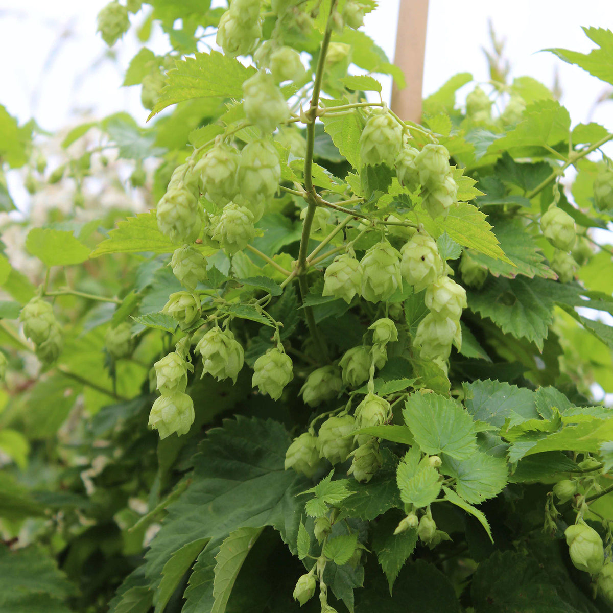 Humulus lupulus
