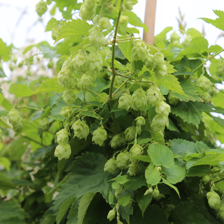 Humulus lupulus