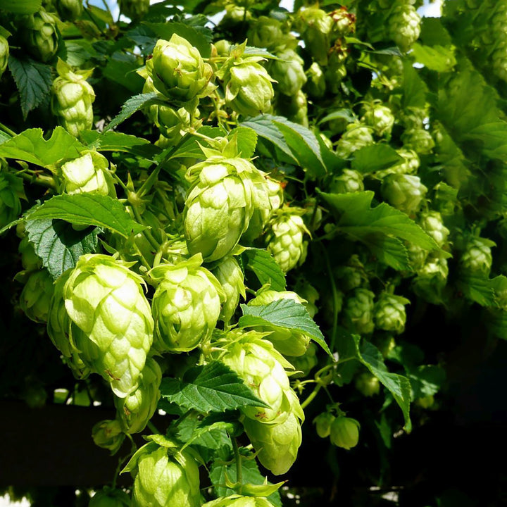 Humulus lupulus 'Northern Brew'