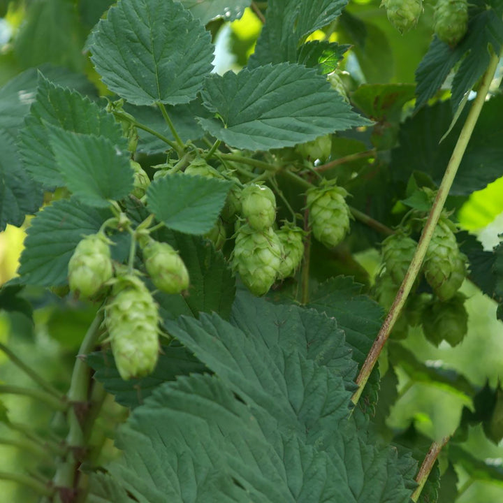 Humulus lupulus 'Pure'